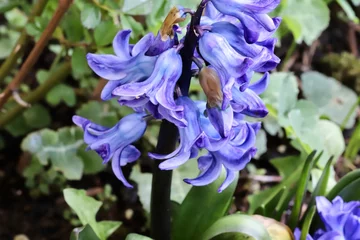 Möbelaufkleber blue iris flower © Henning Wiekhorst