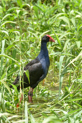 La talève sultane (Porphyrio porphyrio) ou poule sultane debout dans les herbes hautes d'un bord de rivière.