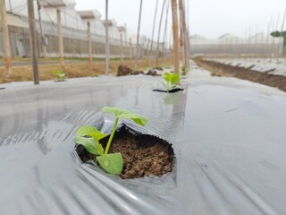 Melon trees planted in a plot of land to grow.