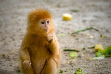 The Javan lutung (Trachypithecus auratus) closeup image