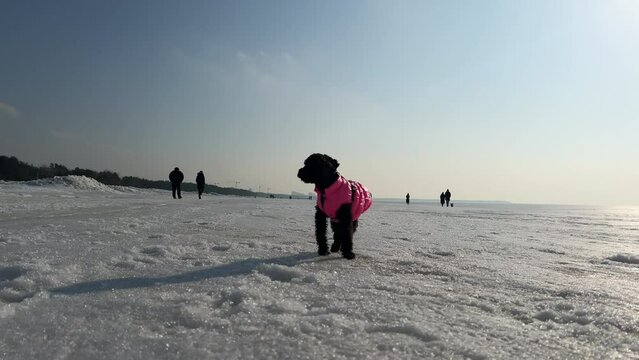 Black toy poodle puppy wearing pink winter jacket on frozen beach. Small funny dog on seaside in spring. Walking dog outdoors. film grain pixel texture. soft focus. blur. live camera. 