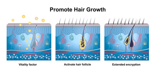 Hair growth phase, anatomy diagram of human hair
