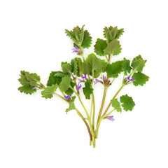 Ground ivy herb plant used in food seasoning and herbal medicine. Treats lung problems, bronchitis, arthritis, tinnitus, stomach problems, diarrhea, hemorrhoids, bladder infections. Glechoma lamiaceae - 754212214