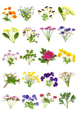 Edible spring and summer british flowers large collection. Floral health food for garnish, seasoning and decoration and natural alternative herbal medicine. On white. - 754212245