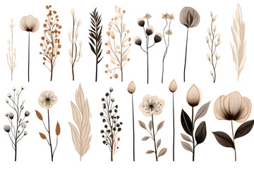 Collection of hand drawn linear various plants and flowers, minimalist illustration