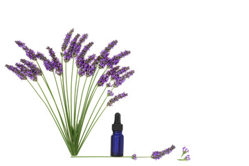 Lavender flower herb. Aromatherapy essential oil used in natural alternative herbal medicine. Healthy adaptogen food eating floral nature design on white background. - 754213023