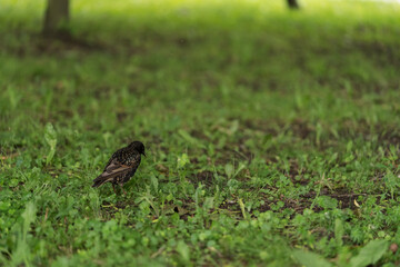 blackbird searching for food on a lawn in park