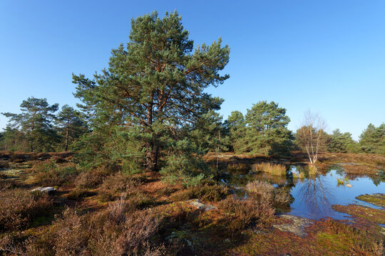 Poligny forest in the French G&acirc;tinais Regional Nature Park