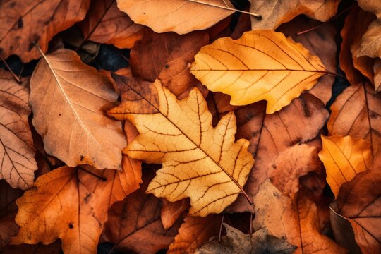 Background of autumn maple leaves
