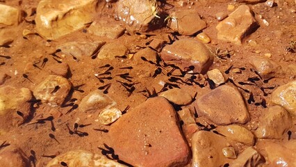 Renacuajos de Epidalea calamita  en un charco.
