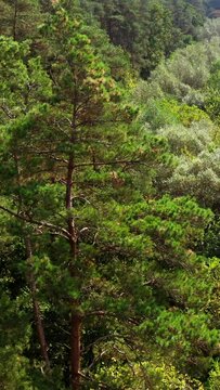 Amazing picture of forest. Small trees near the tall pine trees of woodland in summer. Beautiful nature landscape. Green scenery background. Aerial view. Vertical video.