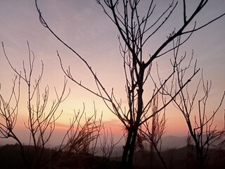 view of a tree on a mountain consisting of branches without leaves, the background is a blue-orange sky because the sun is rising
