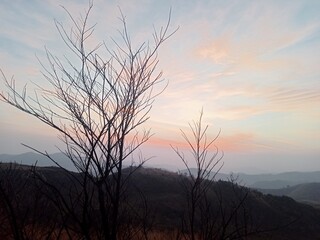 Fototapeta premium view of a tree on a mountain consisting of branches without leaves, the background is a blue-orange sky because the sun is rising