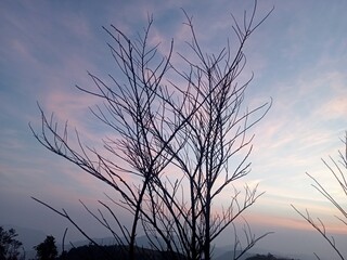 Naklejka premium view of a tree on a mountain consisting of branches without leaves, the background is a blue-orange sky because the sun is rising