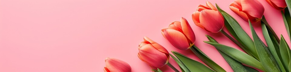 Obraz premium tulips background.