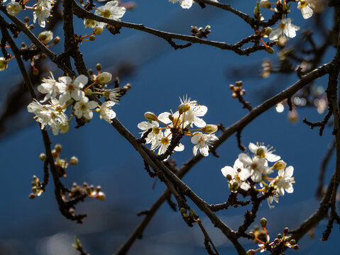 Mirabelle plum blossom against a dark background as a background image.