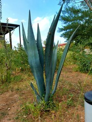 aloe vera plantation