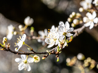 Mirabelle plum blossom against a dark background as a background image.