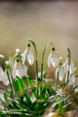 Close-up of a bush of white snowdrop flowers. Macro photography of flowers on the lawn in the backlight of the sun. Spring morning.