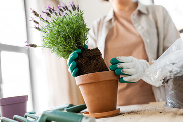 people, gardening and housework concept - close up of woman in gloves planting pot flowers at home - 754222845