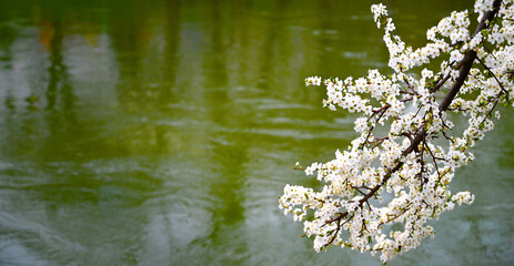 Obraz na płótnie Canvas A peaceful spring scene featuring a branch adorned with delicate white flowers, contrasted against a backdrop of soft green water.