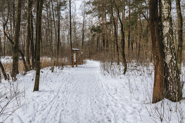 Winter in Kampinos National Park in Masovian Voivodeship of Poland