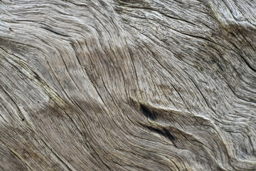 Natural wood texture background in nature

