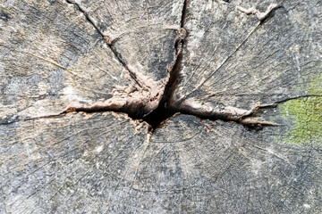 Natural wood texture background in nature