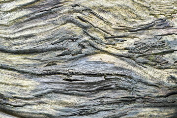 Natural wood texture background in nature