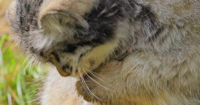 Pallas's cat (Otocolobus manul), also known as the manul, is a small wild cat with long and dense light grey fur, and rounded ears set low on the sides of the head.