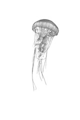 jellyfish isolated white black