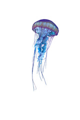jellyfish isolated blue
