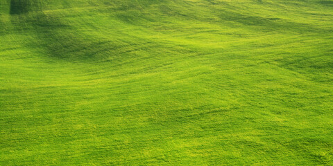 Obraz premium The picture shows a green grass field in an outdoor environment, portraying a thriving expanse of grass in a scenery