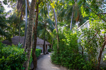 Sandy path near low white houses in tropical forest.