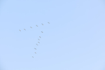 Flying seagulls on a background of blue sky and clouds in sunny weather