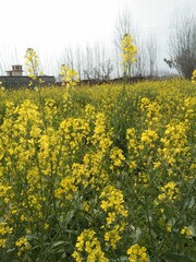 Obraz premium rapeseed field in spring