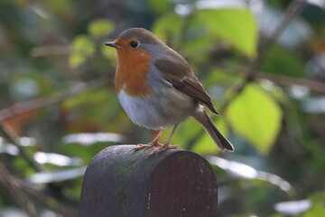 A beautiful closeup of a Robin in the forest