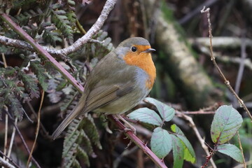 A beautiful closeup of a Robin in the forest