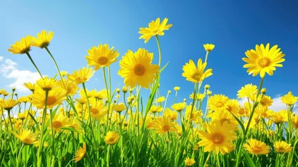  A field of yellow flowers with a blue sky in the background © BetterPhoto
