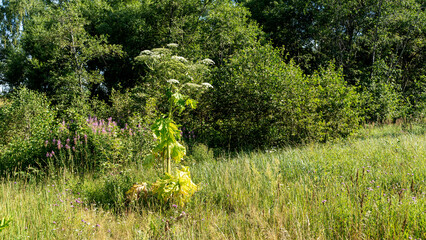 Blooming hogweed on the field