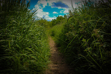 A beautiful landscape shot of the British Countryside on a hot summer afternoon