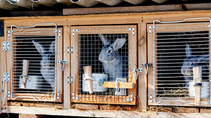 Cage with cute gray rabbits