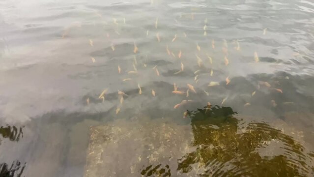 Red fish, fish pests in Lake Toba