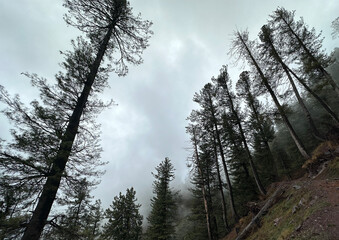Pine forest, Khyber Pakhtunkhwa, Pakistan
