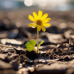 single yellow flower emerging from the parched, cracked soil