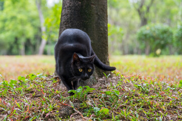 Cute kitten in the park