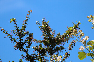 A beautiful landscape shot of the British Countryside on a hot summer afternoon