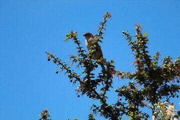 A beautiful bird with a clear blue sky background