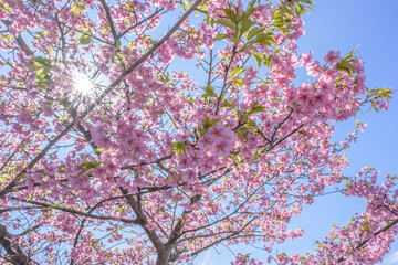 晴れた日の河津桜