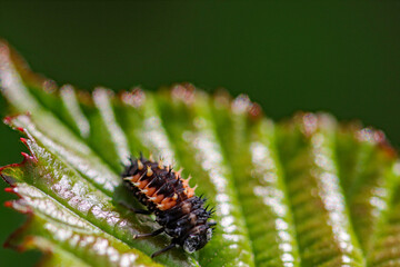A macro shot of a bug on a leaf